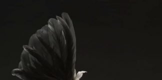 Native fowls or cocks