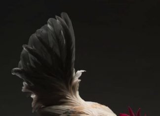 Native fowls or cocks