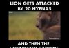 Lion Gets Attacked By 20 Hyenas