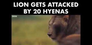 Lion Gets Attacked By 20 Hyenas
