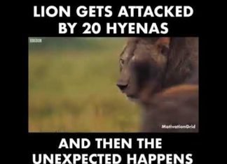 Lion Gets Attacked By 20 Hyenas