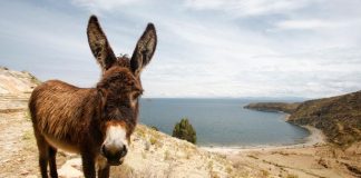 THE TIED DONKEY | A SHORT STORY FULL OF LESSON