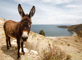 THE TIED DONKEY | A SHORT STORY FULL OF LESSON