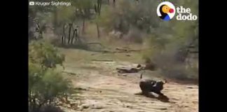 Herd Rescues Buffalo From Lions And A Crocodile