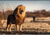 WHY ARE LIONS KING OF THE JUNGLE? By Mike E