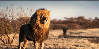 WHY ARE LIONS KING OF THE JUNGLE? By Mike E