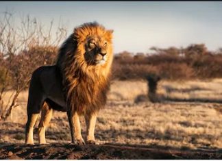 WHY ARE LIONS KING OF THE JUNGLE? By Mike E WHY ARE LIONS KING OF THE JUNGLE? By Mike E