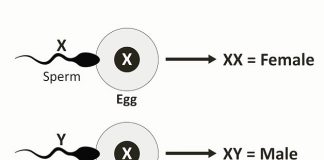 CHOOSE THE SEX OF YOUR BABY