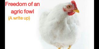 FREEDOM OF AN AGRIC FOWL by TITILOPE ‘F AJAYI