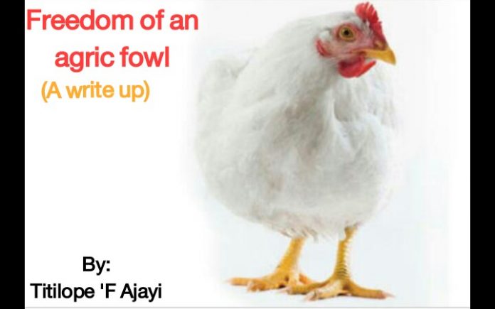 FREEDOM OF AN AGRIC FOWL by TITILOPE ‘F AJAYI