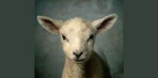Elevation Worship - Lamb (Live From The Loft) Lyrics + Mp3 Download