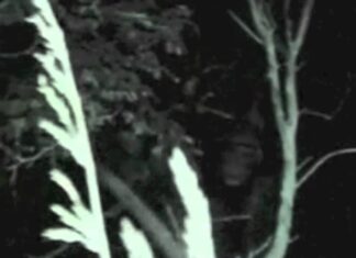 GHOST IN THE BUSH🤣 – Akangbe Emmanuel GHOST IN THE BUSH - Akangbe Emmanuel