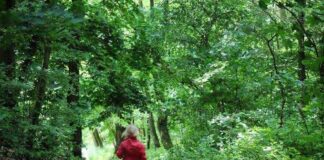 THE GIRL IN THE FOREST - Osebeyo Mark Kehinde